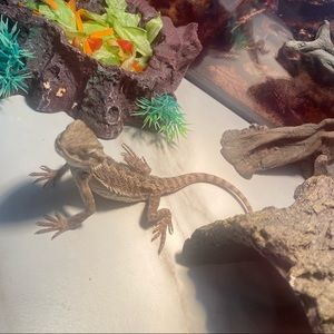 Meet your Posher, Bella